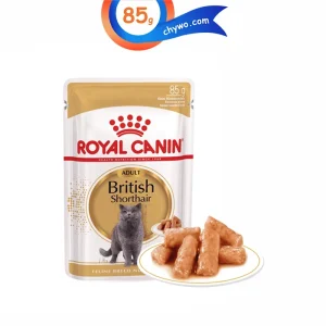 پوچ گربه بالغ نژاد بریتیش مو کوتاه رویال کنین
