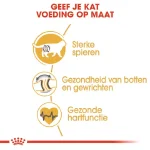 غذا خشک گربه بالغ رویال کنین نژاد بریتیش مو کوتاه طعم مرغ وزن 2 کیلوگرم Royal Canin British Shorthair - Image 4
