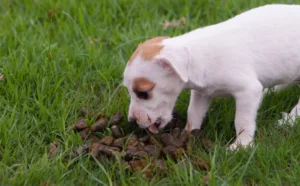 Dog poop