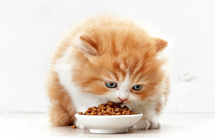 میزان غذای بچه گربه در روز