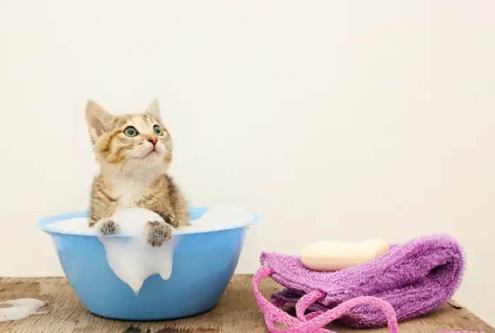 حمام کردن گربه