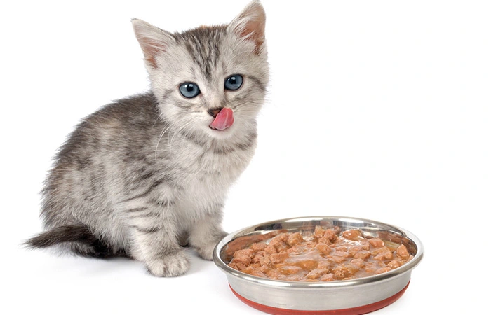 غذای بچه گربه یک ماهه