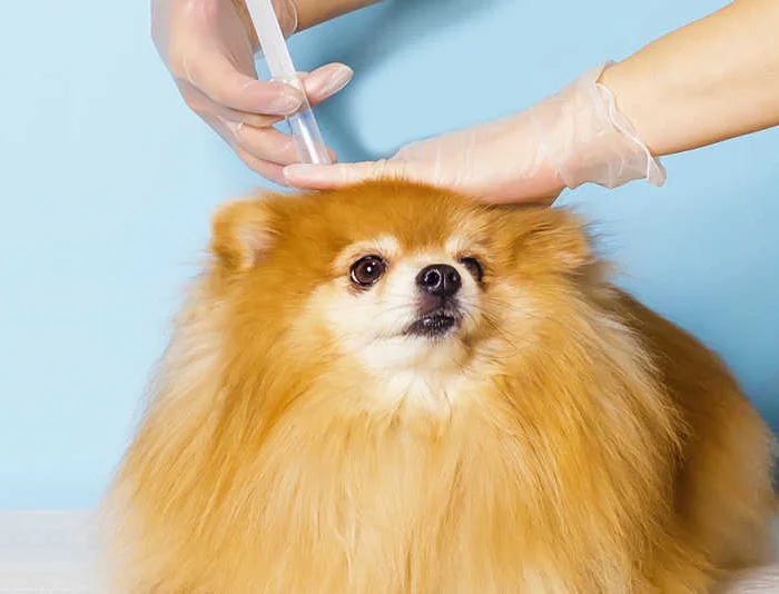 برنامه واکسن سگ