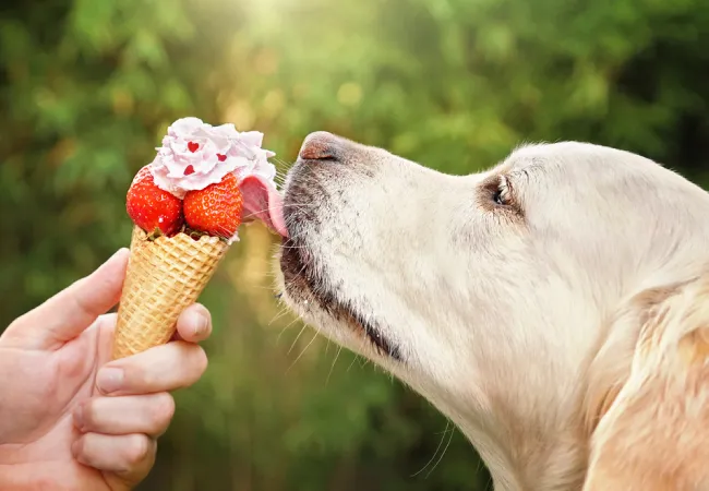 بستنی خانگی برای سگ