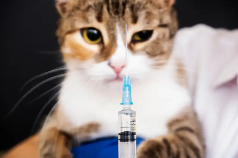 هزینه واکسیناسیون گربه