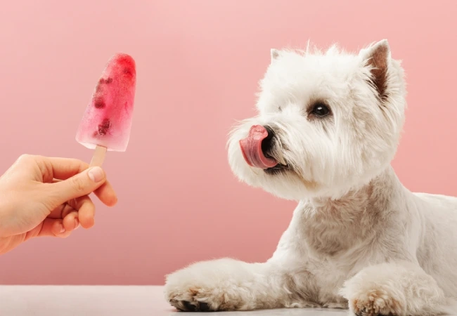 بستنی سگ