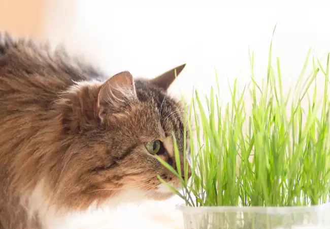 گیاه علف گربه