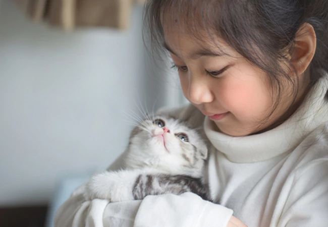 فرق گربه اسکاتیش و بریتیش