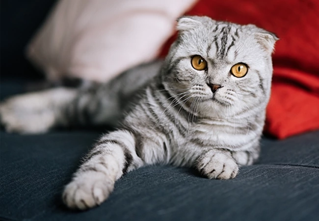 فرق گربه اسکاتیش و بریتیش