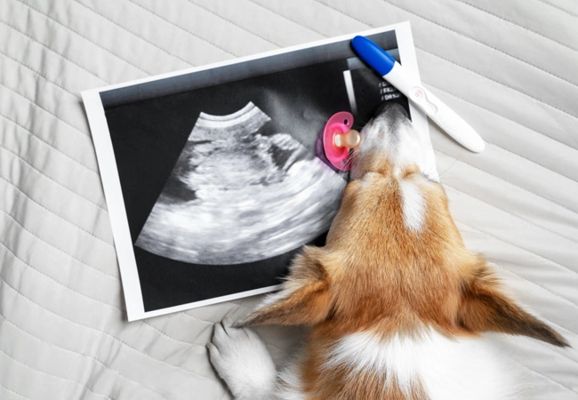 بارداری سگ