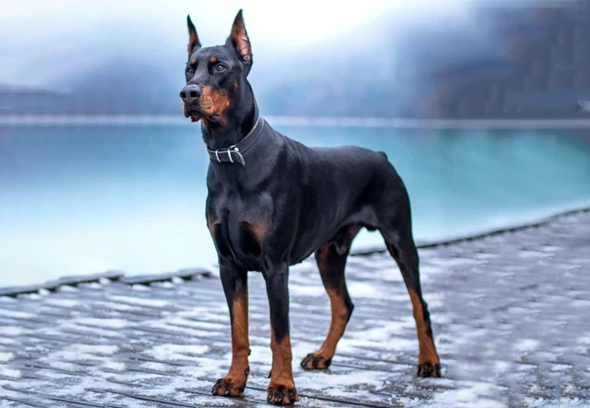 سگ دوبرمن اروپایی