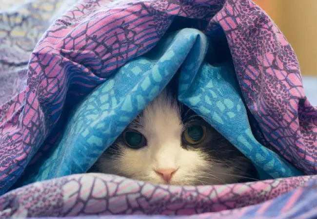 درمان سرماخوردگی گربه در منزل
