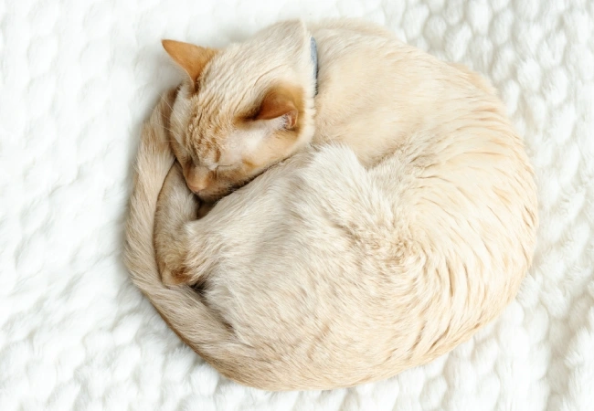 درمان سرما خوردگی گربه