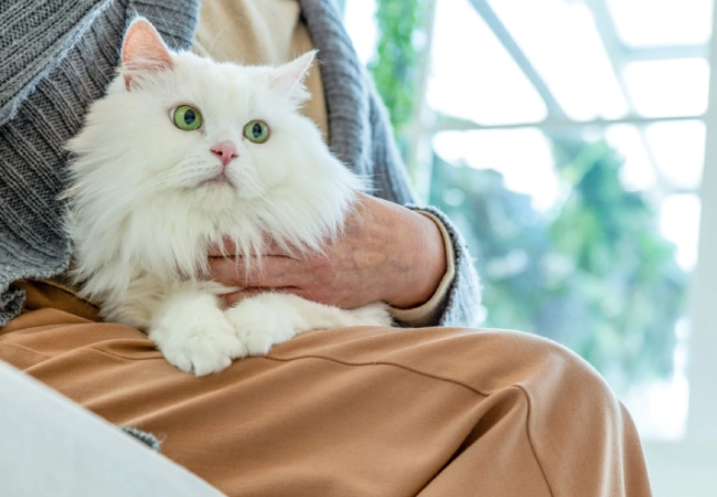 گربه چین چیلا دیوار