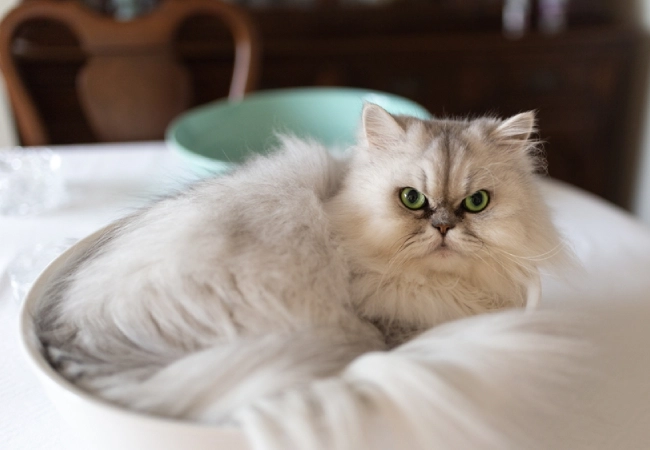 گربه چین چیلا دیوار