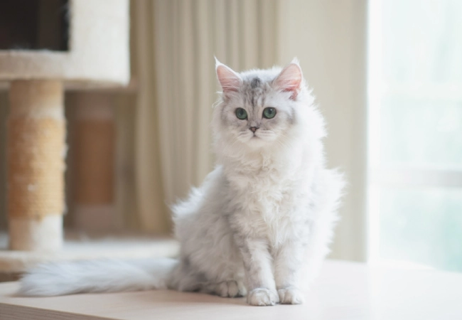 گربه چین چیلا دیوار