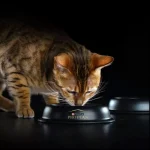 غذا خشک گربه پروپلن ویتال فانکشن طعم سالمون وزن 1.5 کیلوگرم Proplan Vital Functions - تصویر 4