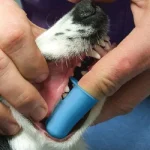 مسواک انگشتی سیلیکونی سگ و گربه دنتال کر بسته 2 عددی کد 112334 Dental Care - Image 2