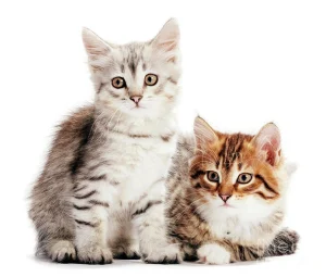 خمیر تقویتی بچه گربه و مادر دکتر کلادرز مدل مادر اند بیبی
