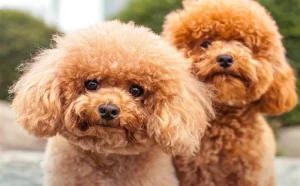 معرفی سگ پودل