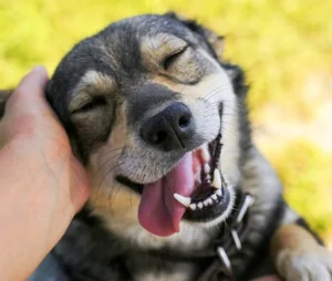 تشویقی سگ نوبی سطلی طعم گوشت بره،گوشت شکار،سیرابی،مرغ و گوشت گاو