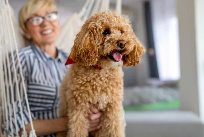 نگهداری سگ پودل