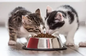 معرفی بهترین غذای گربه