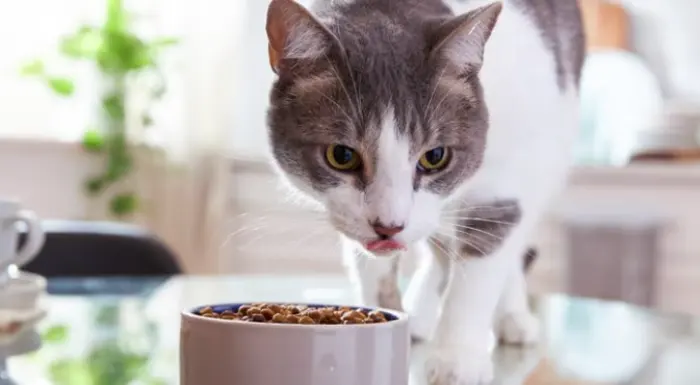 بهترین غذای گربه برندهای خارجی و ایرانی