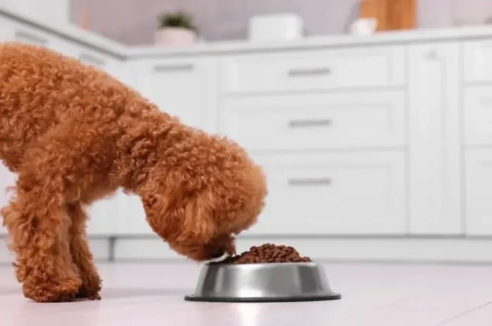 وعده های غذای سگ پاکوتاه پشمالو