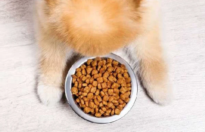  بهترین غذای سگ پاکوتاه پشمالو