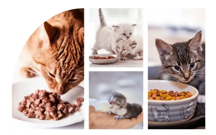 بررسی تفاوت غذای خشک بچه گربه با گربه بالغ