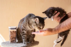 تفاوت غذای خشک بچه گربه با گربه بالغ