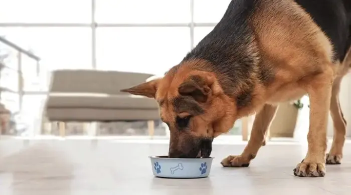 مقدار غذای سگ در روز برای نژاد ژرمن