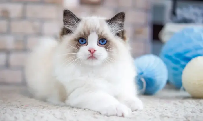 بهترین نژاد گربه برای نگهداری در خانه و بررسی گربه راگدال