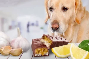 Forbidden foods for dogs