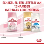 غذا خشک بچه گربه رویال کنین مدل کیتن طعم مرغ وزن 1 کیلوگرم (زیپ کیپ فله) Royal Canin kitten - Image 5